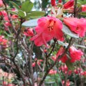 Rhododendron dichotomous